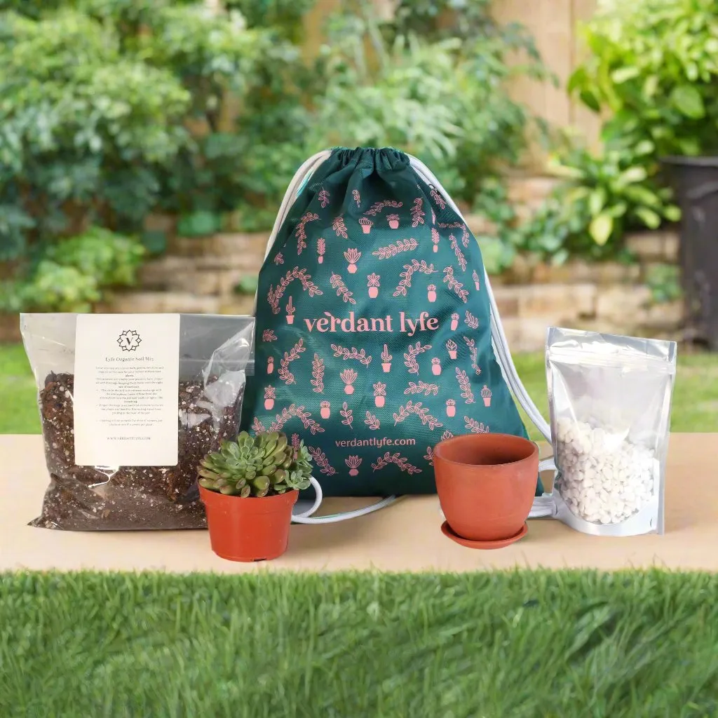 Back to School Repot Bundle