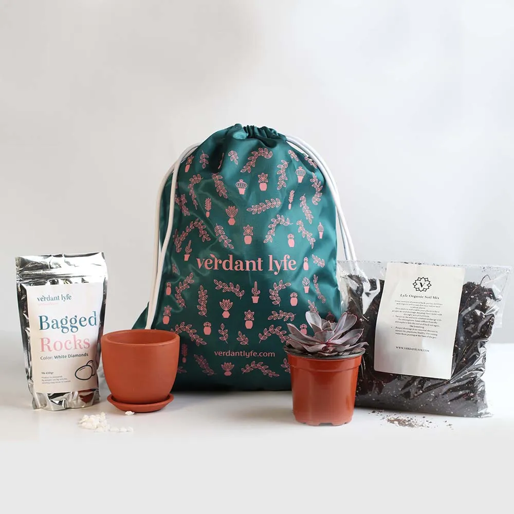 Back to School Repot Bundle