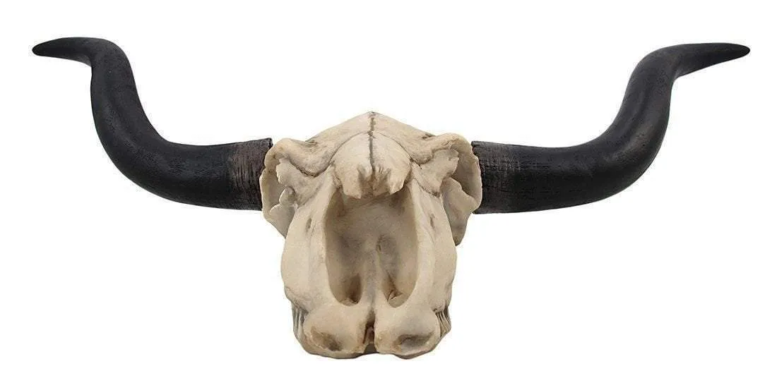 Bison Skull