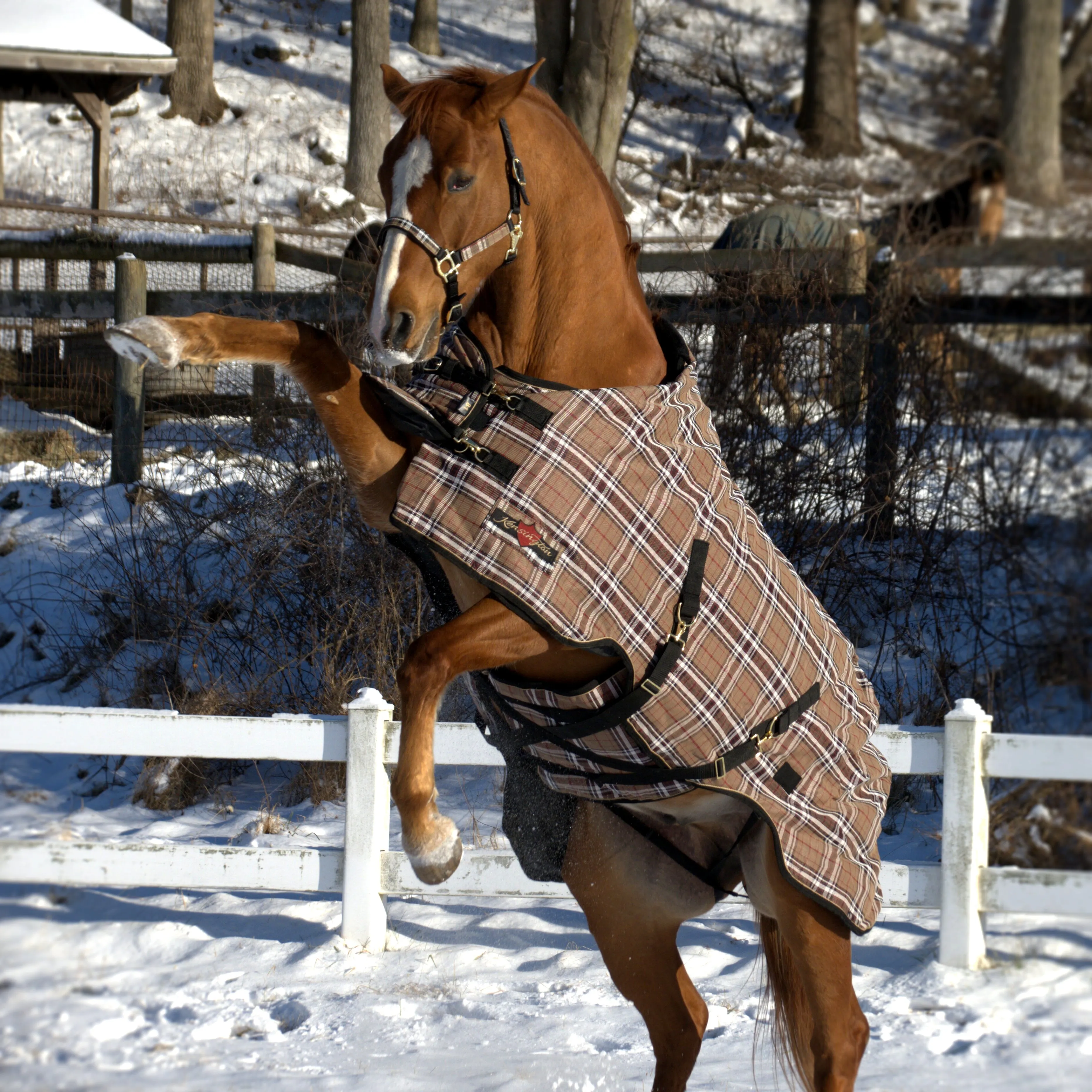 Kensington Platinum SuperMesh Turnout Blanket